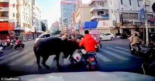 bufalo impazzito a Yulin in Cina 2