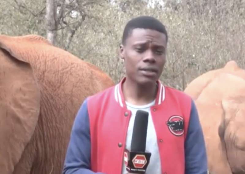 elefante interrompe giornalista in kenya 1