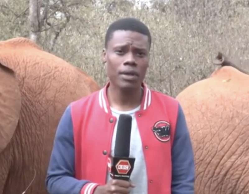 elefante interrompe giornalista in kenya 2