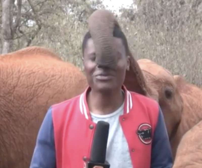 elefante interrompe giornalista in kenya 4
