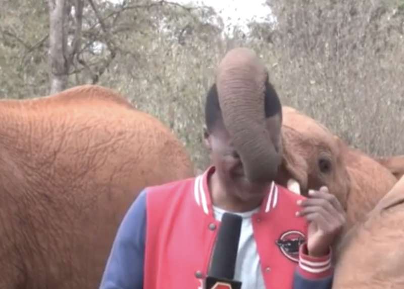 elefante interrompe giornalista in kenya 5