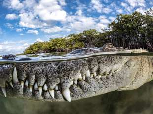 foto vincitrice mangrove photography awards 2022
