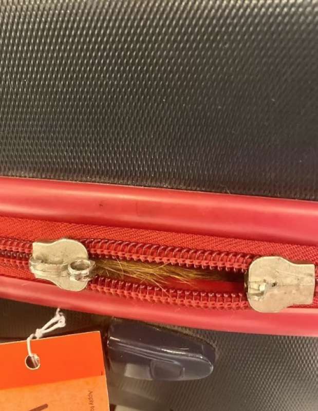 gatto in valigia all aeroporto di new york 3