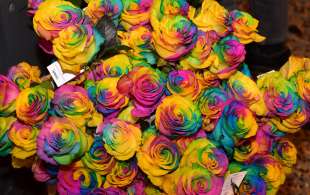 le rose arcobaleno foto di bacco