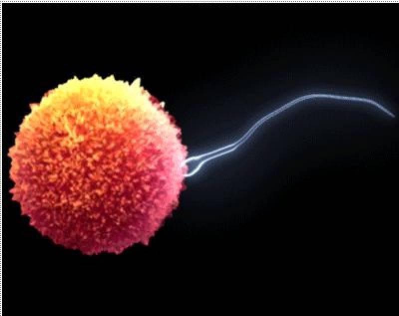 concepimento sperma ovuli