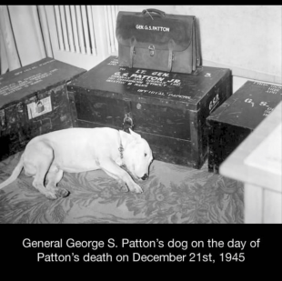 il cane del generale george patton il giorno della sua morte il 21 dicembre 1945