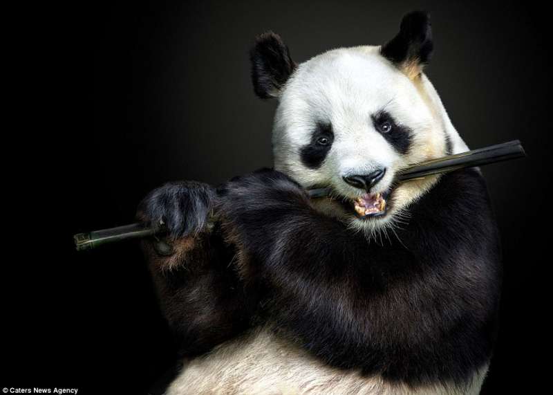 panda mastica bambu