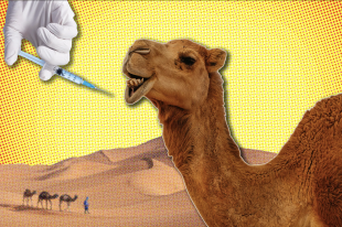 cammelli botox abdulaziz camel festival