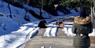 cane gioca con orso in abruzzo 4