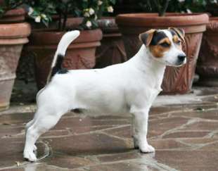 Jack Russell 2