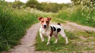 Jack Russell 3
