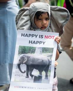 il caso di miss happy, l'elefantessa dello zoo del bronx rimasta sola dopo  che tutti i suoi... - Cronache