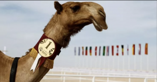 camel beauty contest in qatar 1