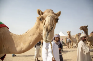 camel beauty contest in qatar