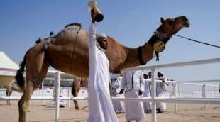 camel beauty contest in qatar 2