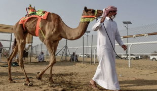 camel beauty contest in qatar 4