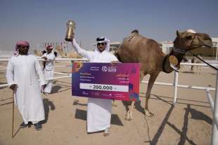 camel beauty contest in qatar 9
