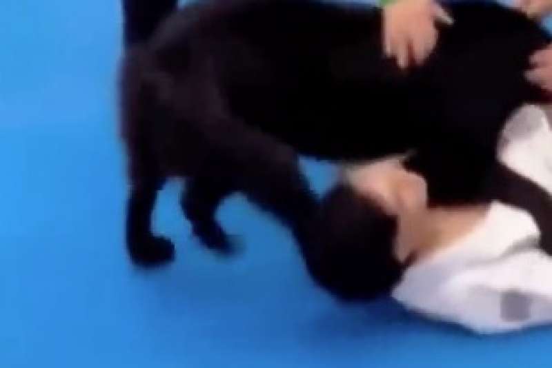 cane aiuta il padrone durante la gara di jiu jitsu 1