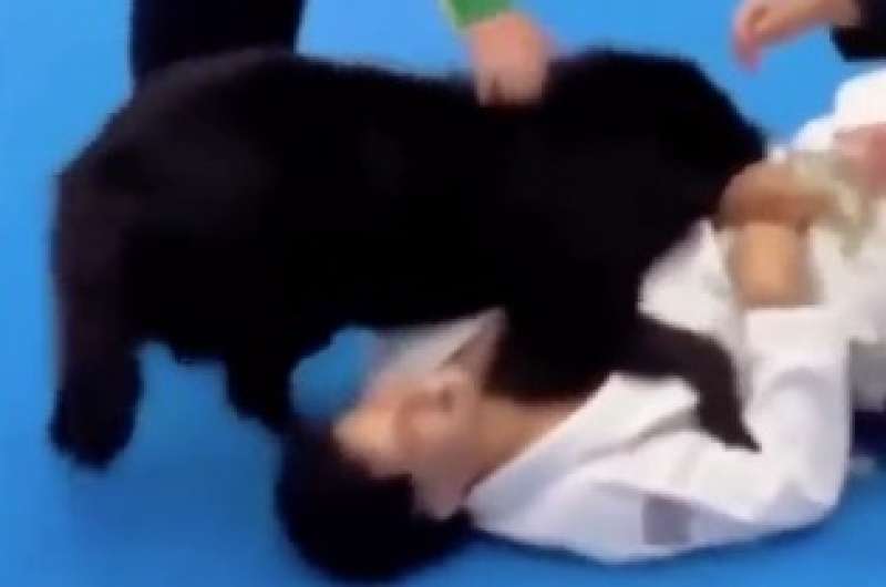 cane aiuta il padrone durante la gara di jiu jitsu 2