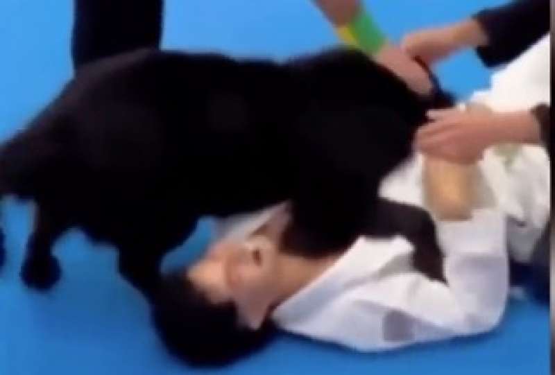 cane aiuta il padrone durante la gara di jiu jitsu 5