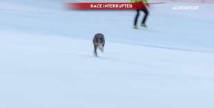 cane sulla pista di sci a bormio