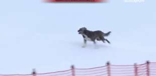cane sulla pista di sci a bormio 2