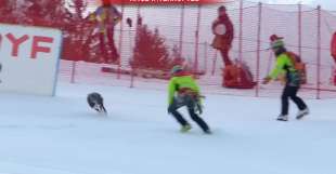 cane sulla pista di sci a bormio 7