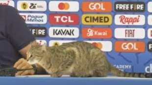 gatto cacciato durante la conferenza stampa 10