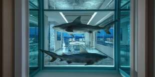 gli squali di damien hirst all emphaty suite del palms casino resort