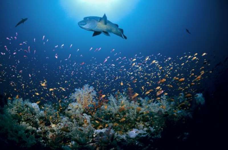 specie marine a rischio estinzione