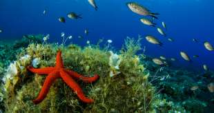 specie marine a rischio estinzione