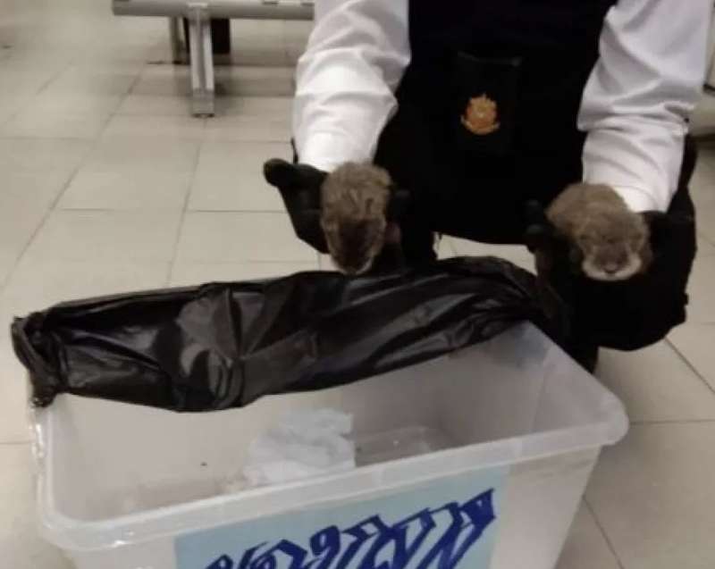 trafficante nasconde lontre asiatiche nei pantaloni